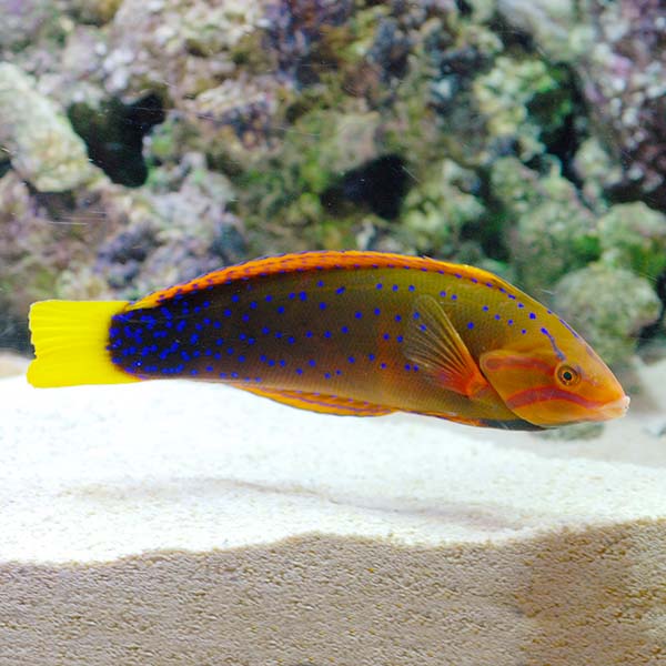 Red Coris Wrasse Red Coris Wrasse